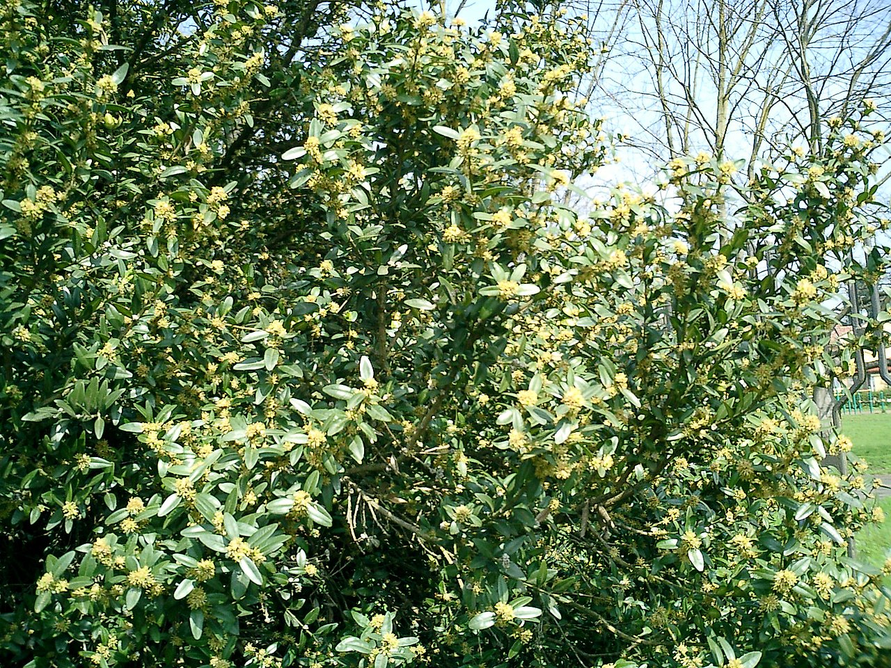 BoxwoodPlant