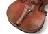 Cordiera Viola Ibrida BDR Bosso